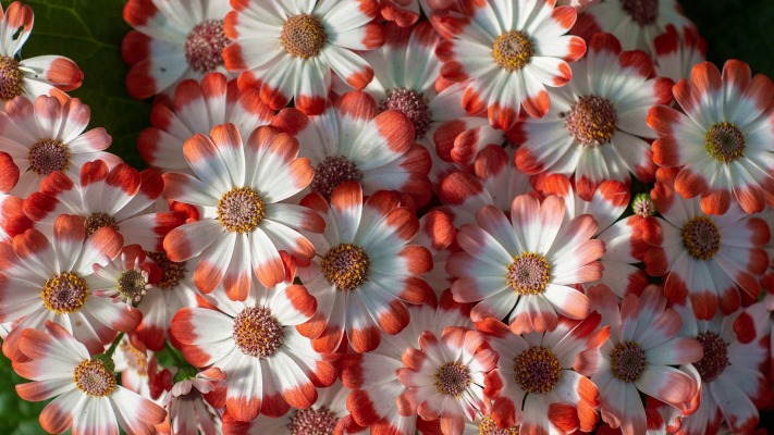 Flowers. Desktop wallpaper