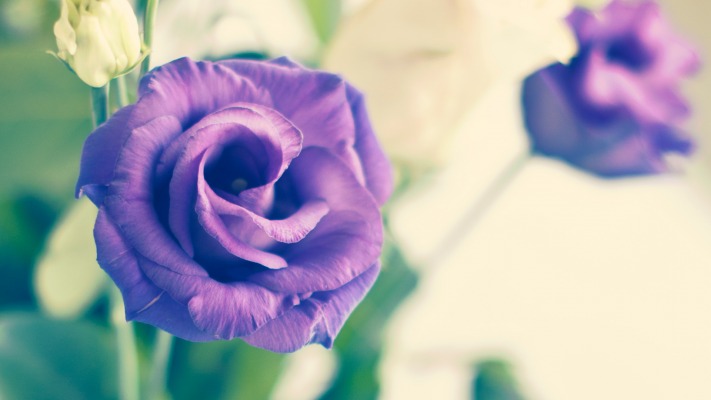 Flowers. Desktop wallpaper