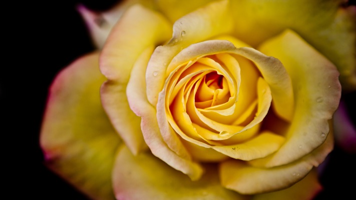 Flowers. Desktop wallpaper
