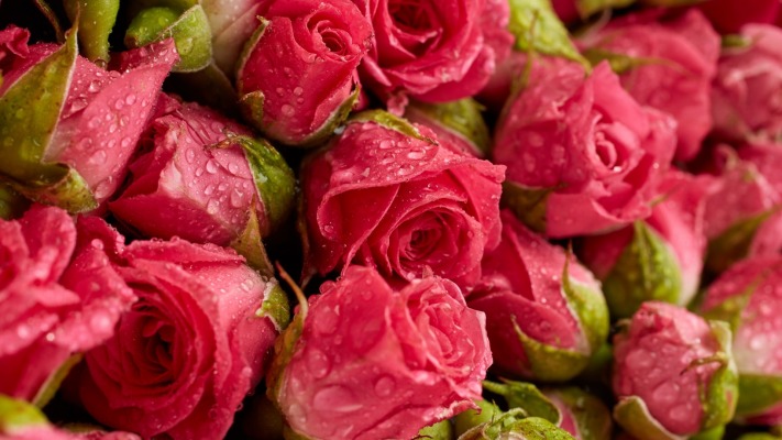 Flowers. Desktop wallpaper