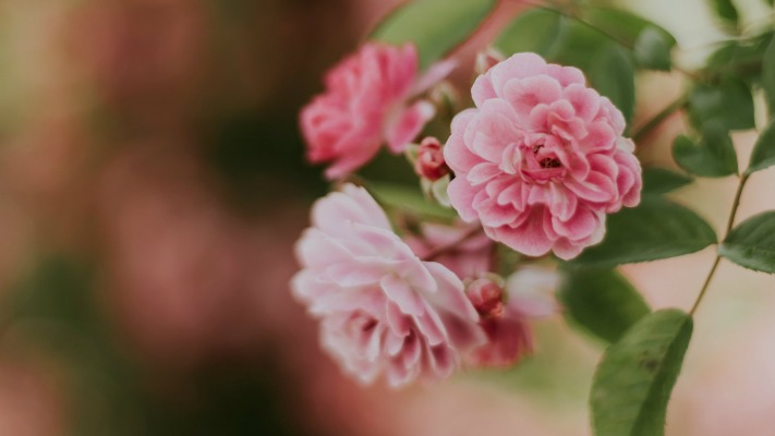 Flowers. Desktop wallpaper
