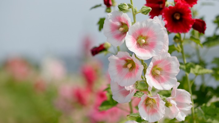 Flowers. Desktop wallpaper