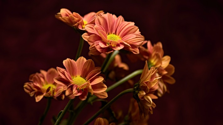 Flowers. Desktop wallpaper