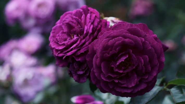 Flowers. Desktop wallpaper