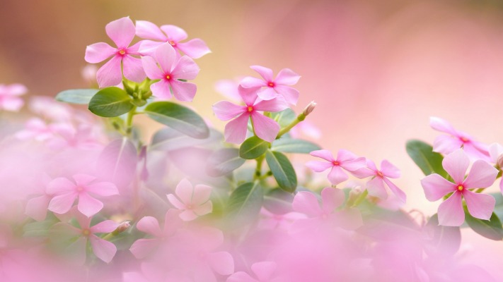 Flowers. Desktop wallpaper