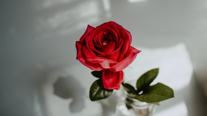 Flowers. Desktop wallpaper