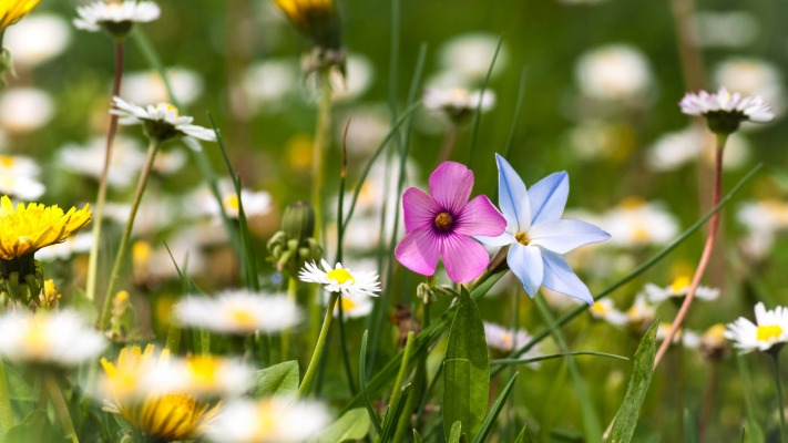 Flowers. Desktop wallpaper