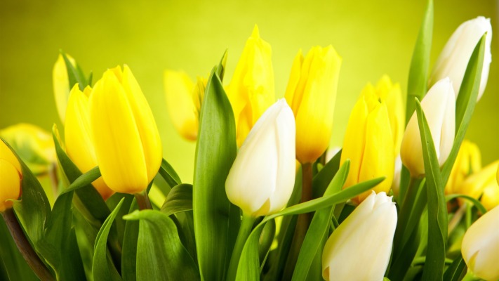 Flowers. Desktop wallpaper