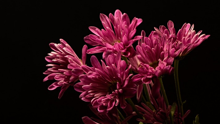 Flowers. Desktop wallpaper