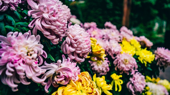 Flowers. Desktop wallpaper