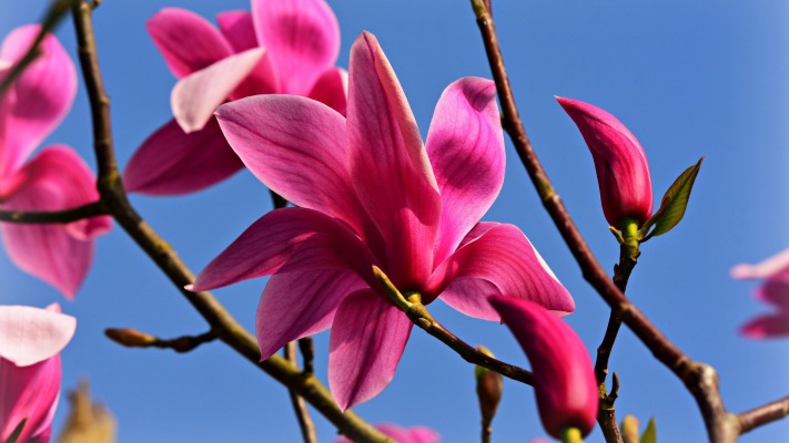 Flowers. Desktop wallpaper