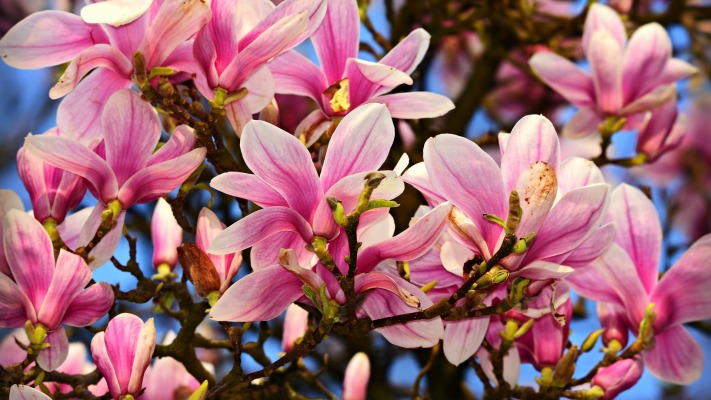 Flowers. Desktop wallpaper