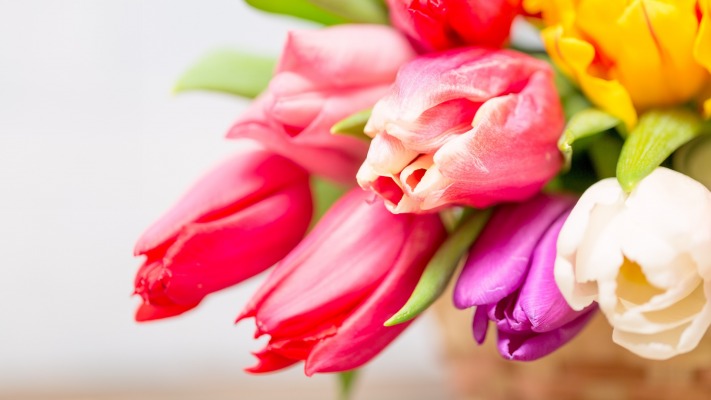 Flowers. Desktop wallpaper