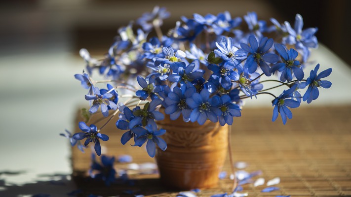 Flowers. Desktop wallpaper
