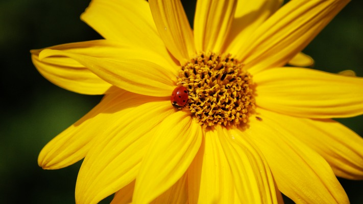 Flowers. Desktop wallpaper