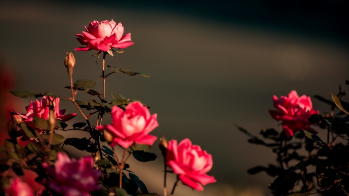 Flowers. Desktop wallpaper