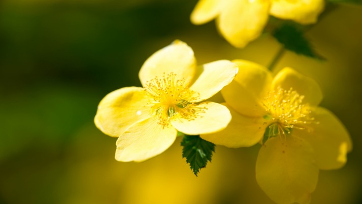 Flowers. Desktop wallpaper