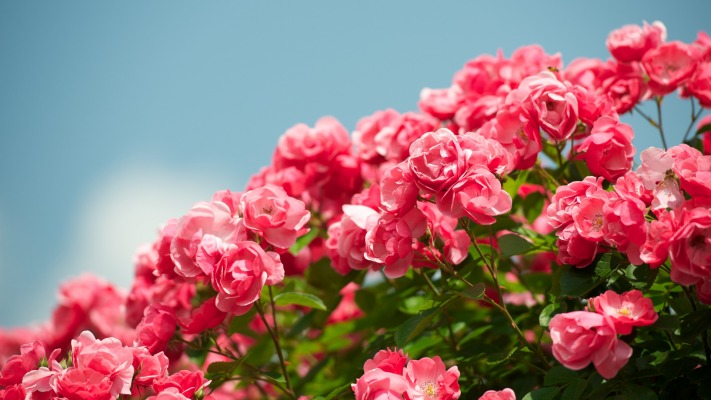 Flowers. Desktop wallpaper