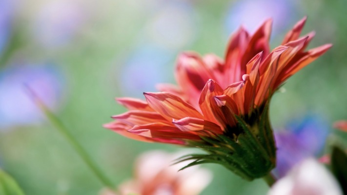 Flowers. Desktop wallpaper