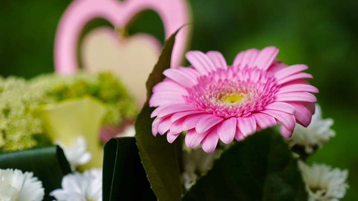 Flowers. Desktop wallpaper