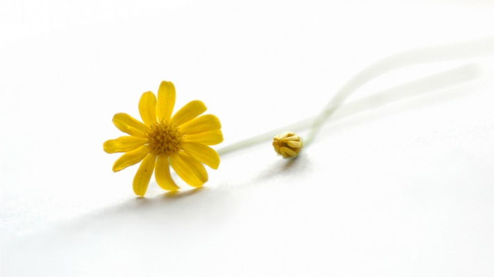 Flowers. Desktop wallpaper