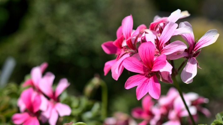 Flowers. Desktop wallpaper