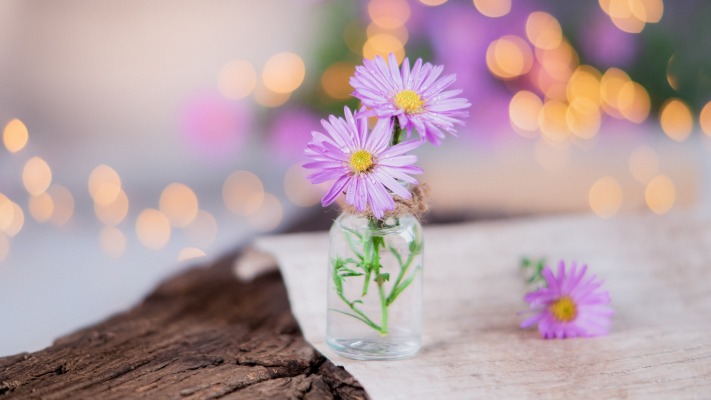 Flowers. Desktop wallpaper