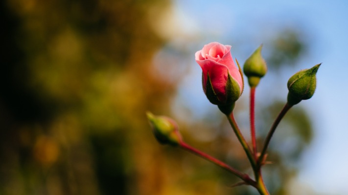 Flowers. Desktop wallpaper