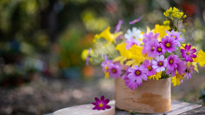 Flowers. Desktop wallpaper