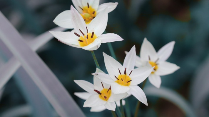 Flowers. Desktop wallpaper