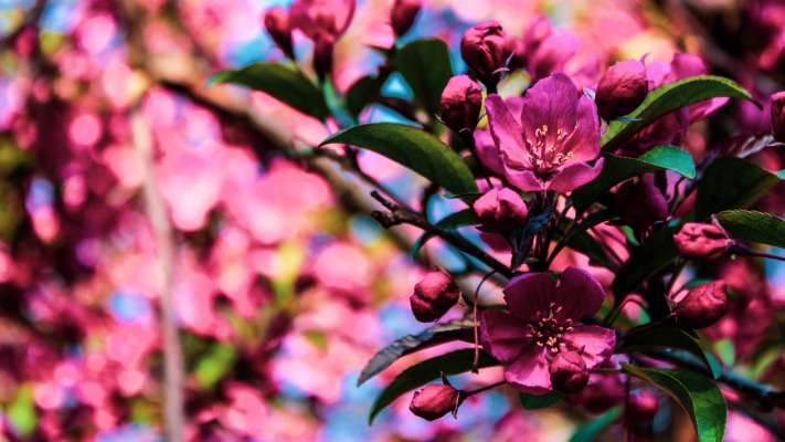 Flowers. Desktop wallpaper