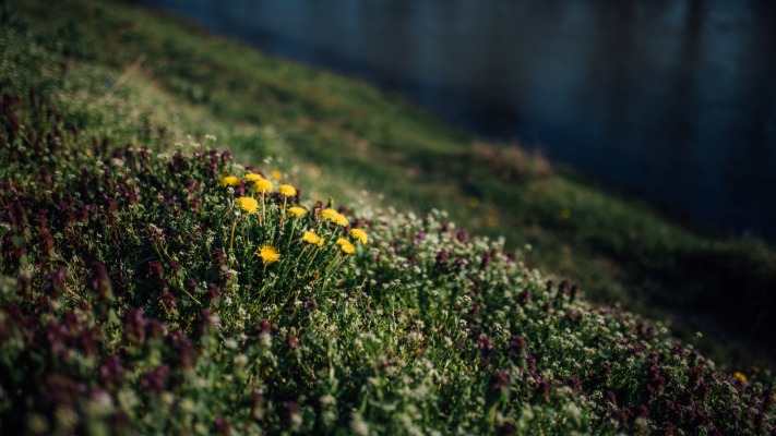Flowers. Desktop wallpaper