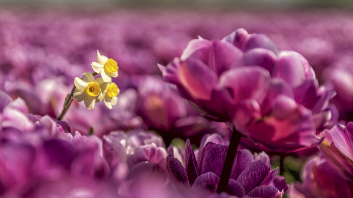 Flowers. Desktop wallpaper