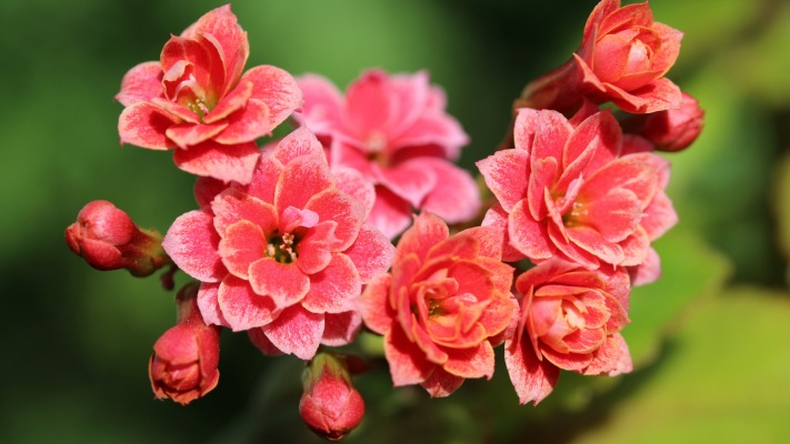 Flowers. Desktop wallpaper