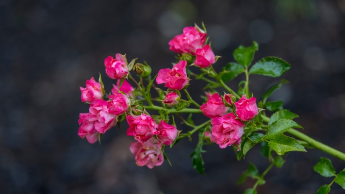 Flowers. Desktop wallpaper