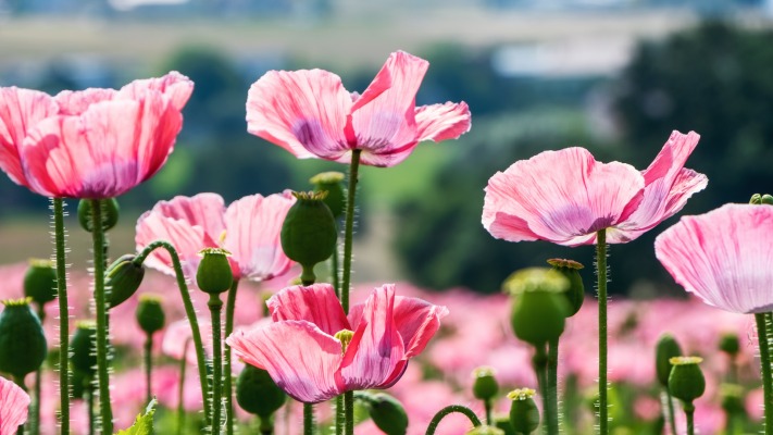 Flowers. Desktop wallpaper