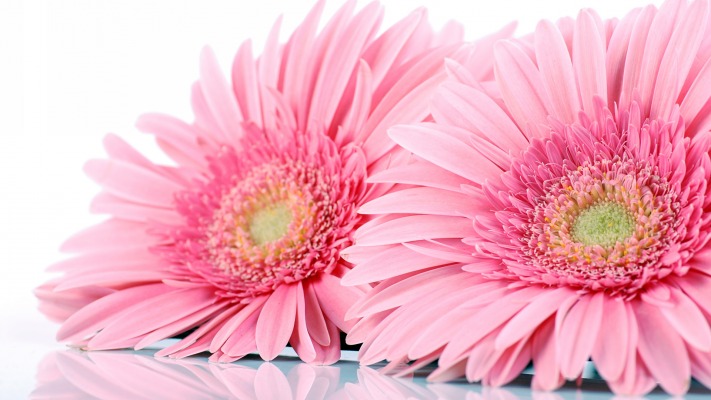 Flowers. Desktop wallpaper