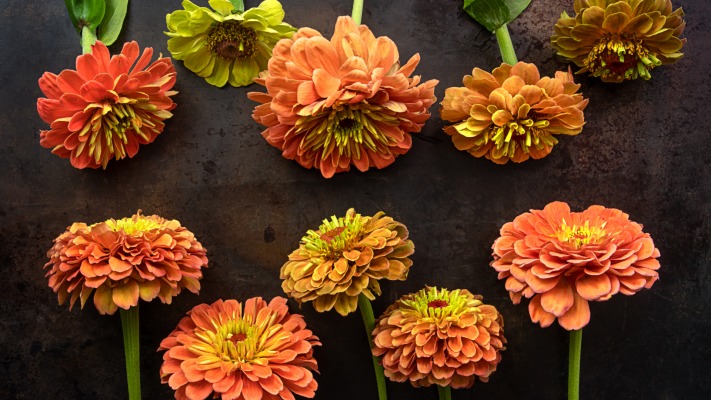 Flowers. Desktop wallpaper