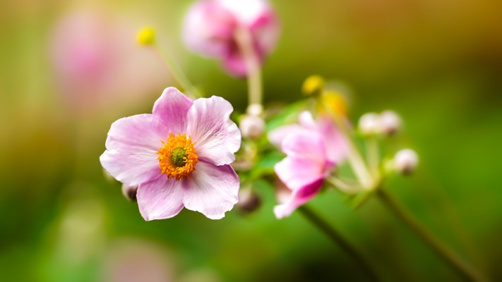 Flowers. Desktop wallpaper