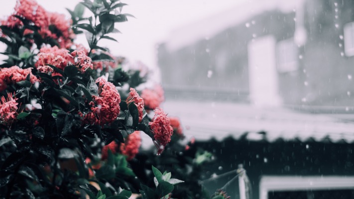 Flowers. Desktop wallpaper