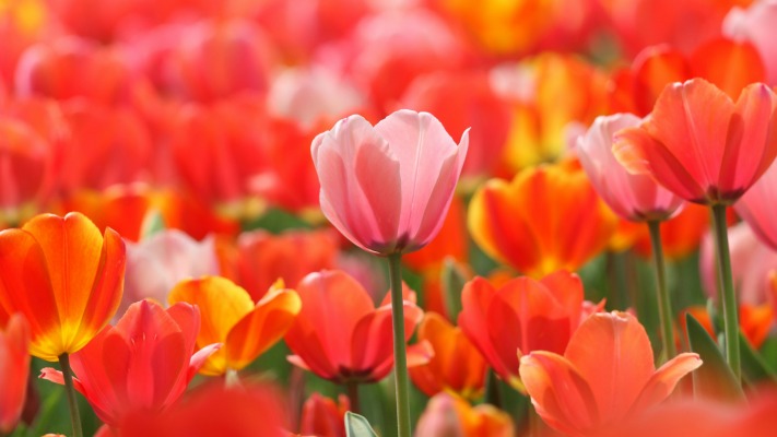 Flowers. Desktop wallpaper