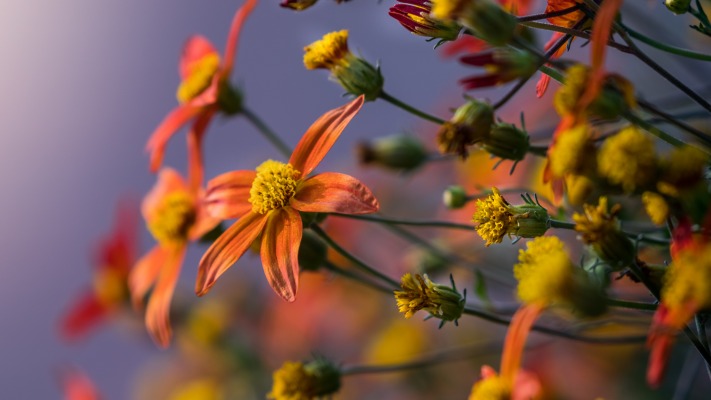 Flowers. Desktop wallpaper