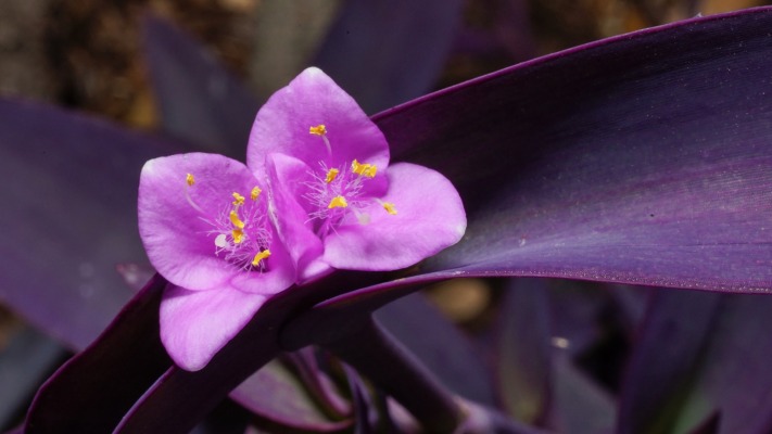 Flowers. Desktop wallpaper
