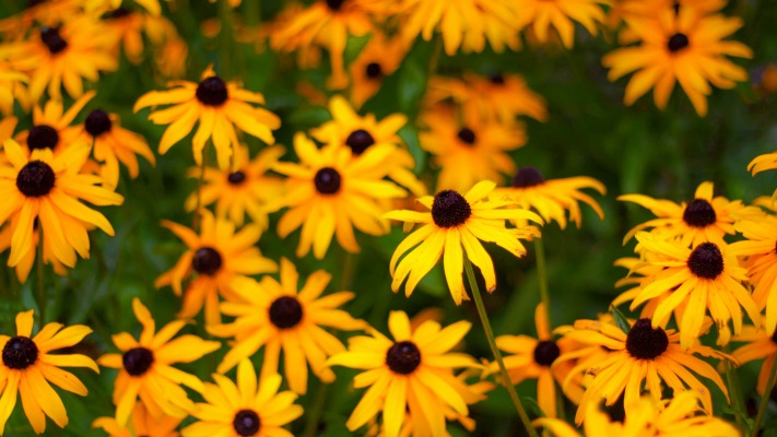 Flowers. Desktop wallpaper