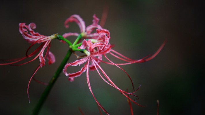 Flowers. Desktop wallpaper