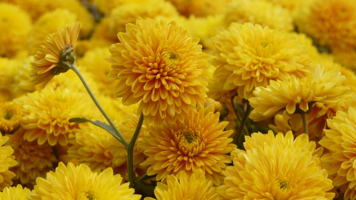 Flowers. Desktop wallpaper