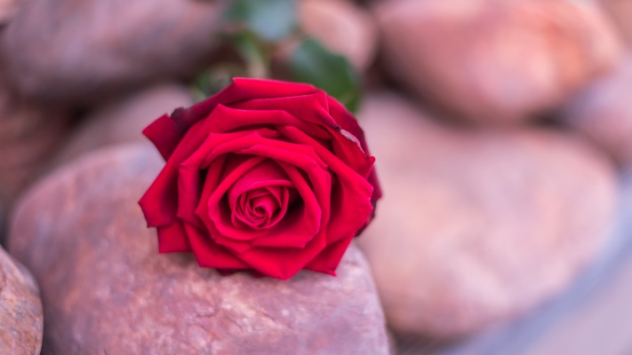 Flowers. Desktop wallpaper