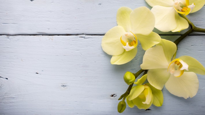 Flowers. Desktop wallpaper