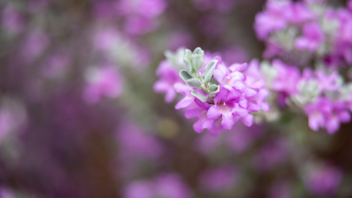 Flowers. Desktop wallpaper