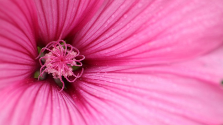 Flowers. Desktop wallpaper